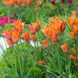 Tulip 'Request'