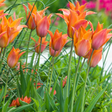 Tulip 'Request'