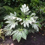 Fatsia Spiders Web P9
