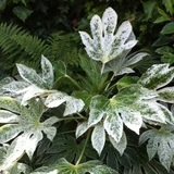 Fatsia Spiders Web P9