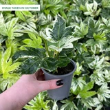 Fatsia Spiders Web P9