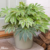 Fatsia Japonica Spider's Web C2
