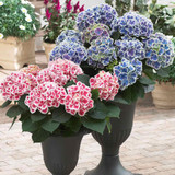 Hydrangea Bi-Coloured Collection