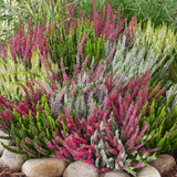 Heathers Summer Flowered Collection (Calluna vul)