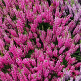 Heathers Summer Flowered Collection (Calluna vul)
