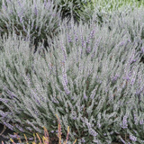 Heathers Summer Flowered Collection (Calluna vul)