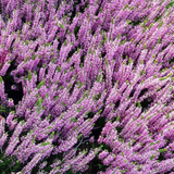Heathers Summer Flowered Collection (Calluna vul)