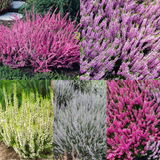 Heathers Summer Flowered Collection (Calluna vul)
