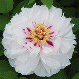 Paeonia suffruticosa Collection