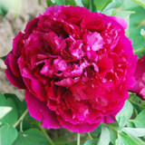 Paeonia suffruticosa Collection