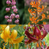 Lilium Martagon Collection