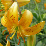 Lilium Martagon Collection