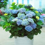 Hydrangea Change Colour Collection
