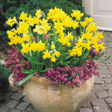 Rockery Narcissus Collection