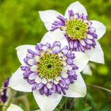 Double Flowered Clematis Collection