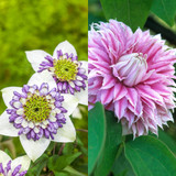 Double Flowered Clematis Collection