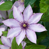 Compact Patio Clematis Collection
