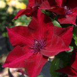 Compact Patio Clematis Collection