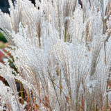 Miscanthus Collection