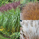 Miscanthus Collection