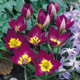 Tulip Humilis Collection