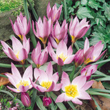Tulip Humilis Collection