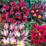 Tulip Humilis Collection