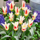 Tulip Kaufmanniana Collection