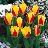 Tulip Kaufmanniana Collection