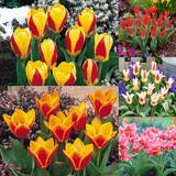 Tulip Kaufmanniana Collection