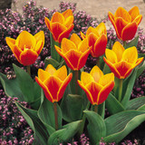 Tulip Kaufmanniana Collection