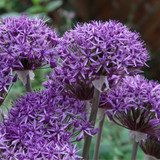 Allium Collection