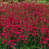 Dianthus deltoides Collection