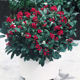 Skimmia Male and Female Collection