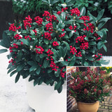 Skimmia Male and Female Collection