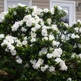 Gardenia Collection