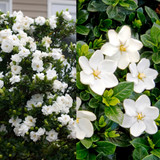 Gardenia Collection