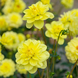 Dahlia Water Lily Collection