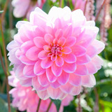 Dahlia Water Lily Collection