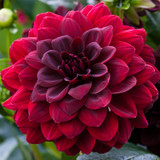 Dahlia Water Lily Collection