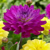 Dahlia Water Lily Collection