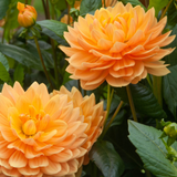 Dahlia Water Lily Collection