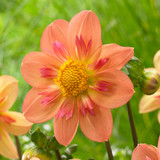 Dahlia Collarette Collection