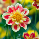 Dahlia Collarette Collection