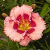 Hemerocallis Giant Flowered Collection