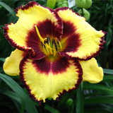 Hemerocallis Giant Flowered Collection