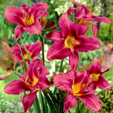 Hemerocallis Giant Flowered Collection