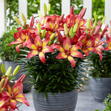 Joy Lilies Collection