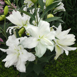 Lilium Lotus Collection