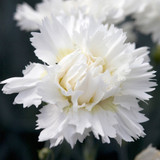 Dianthus Scent First Collection